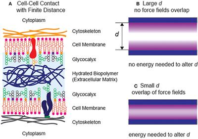 Interplays of Interfacial Forces Modulate Structure and Function of Soft and Biological Matters in Aquatic Environments